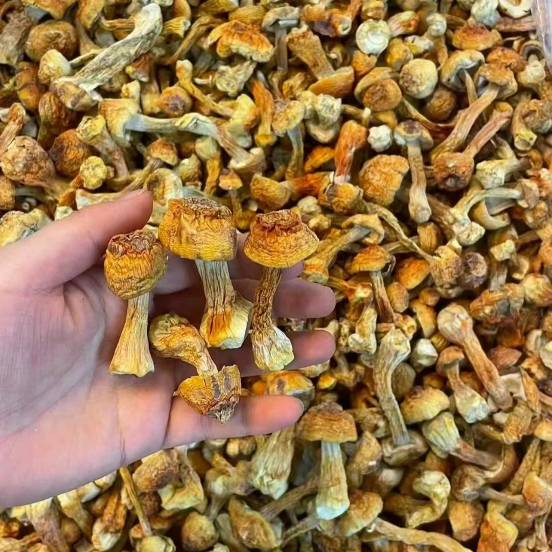 姬松茸干  农家 袋装 100g 炖煮伴侣