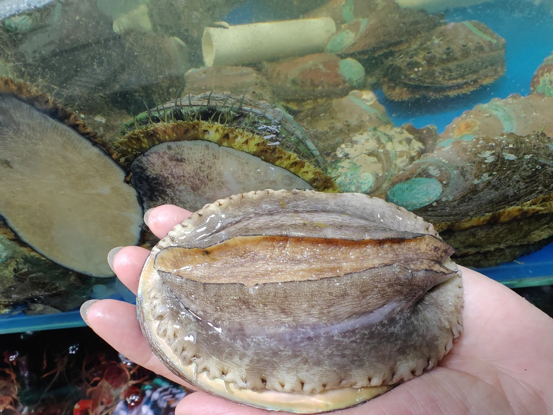 鲜活4头鲍鱼/只（每只2.2两到2.5两之间）