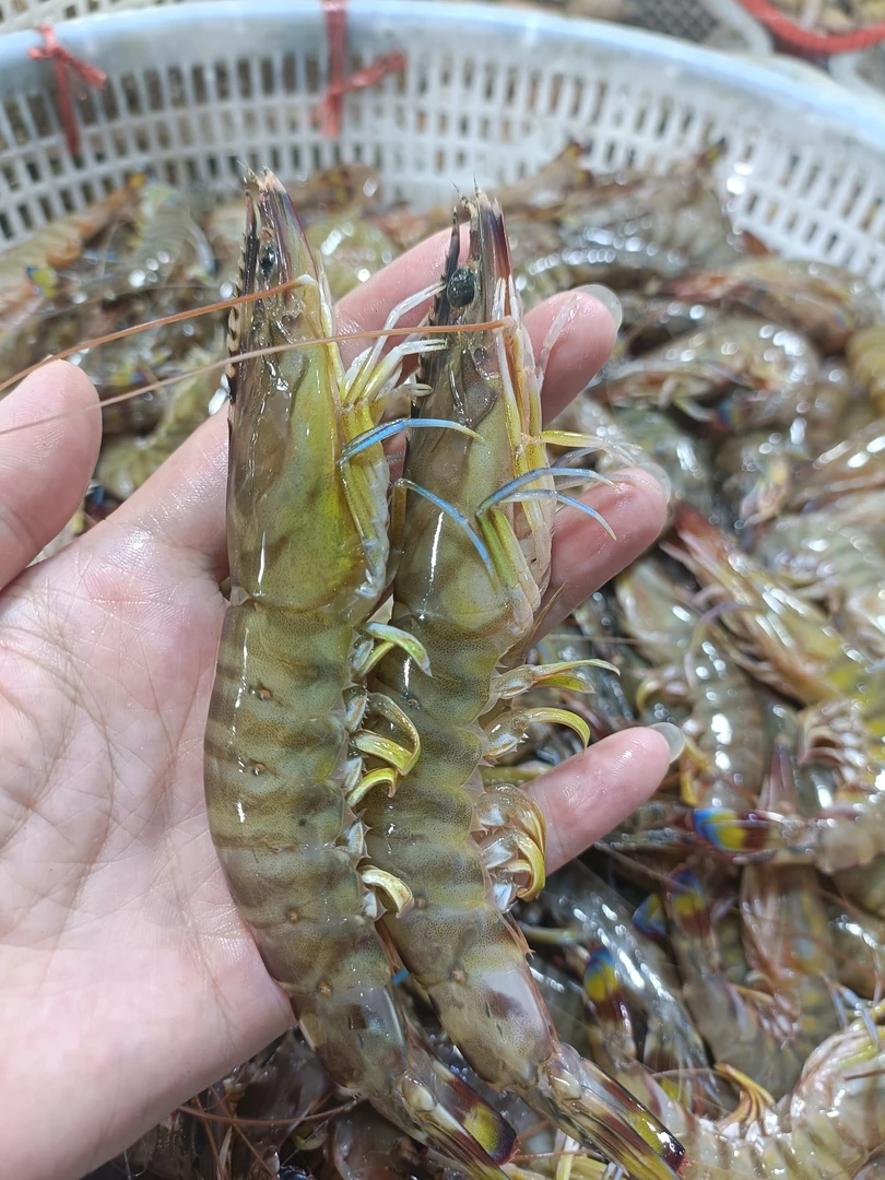 断氧基围虾500g（保鲜不活介意勿下单）