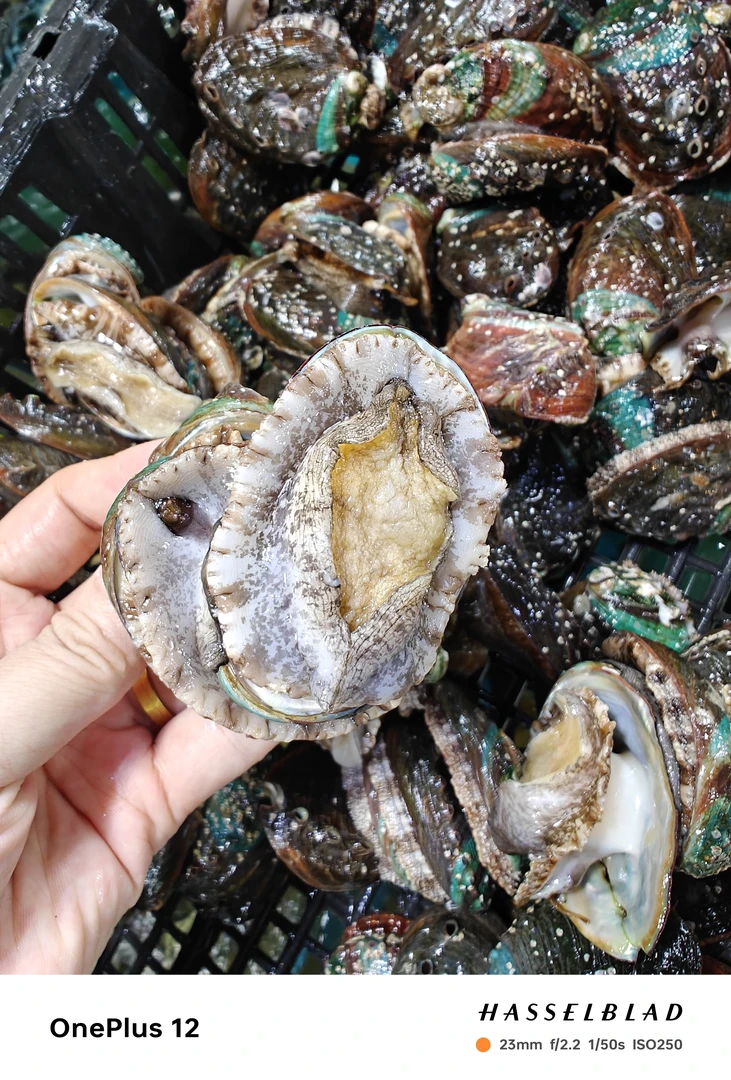 鲜活鲍鱼15.9元/10只