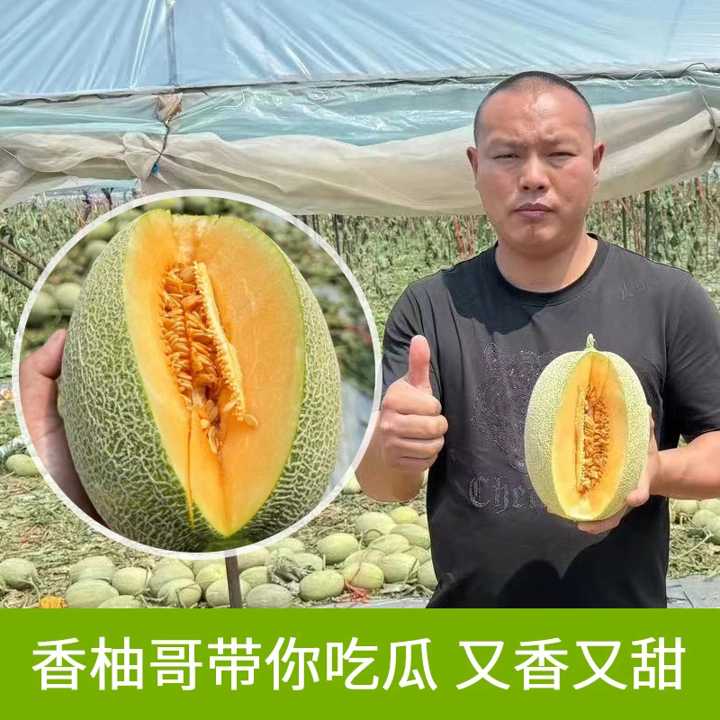 正宗海南哈密瓜当季新鲜水果晓密现季香瓜脆甜味道