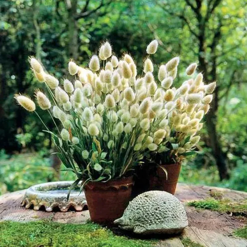 进口兔尾草种子 泛美 室内阳台四季盆栽室外花园地栽好种花卉种子