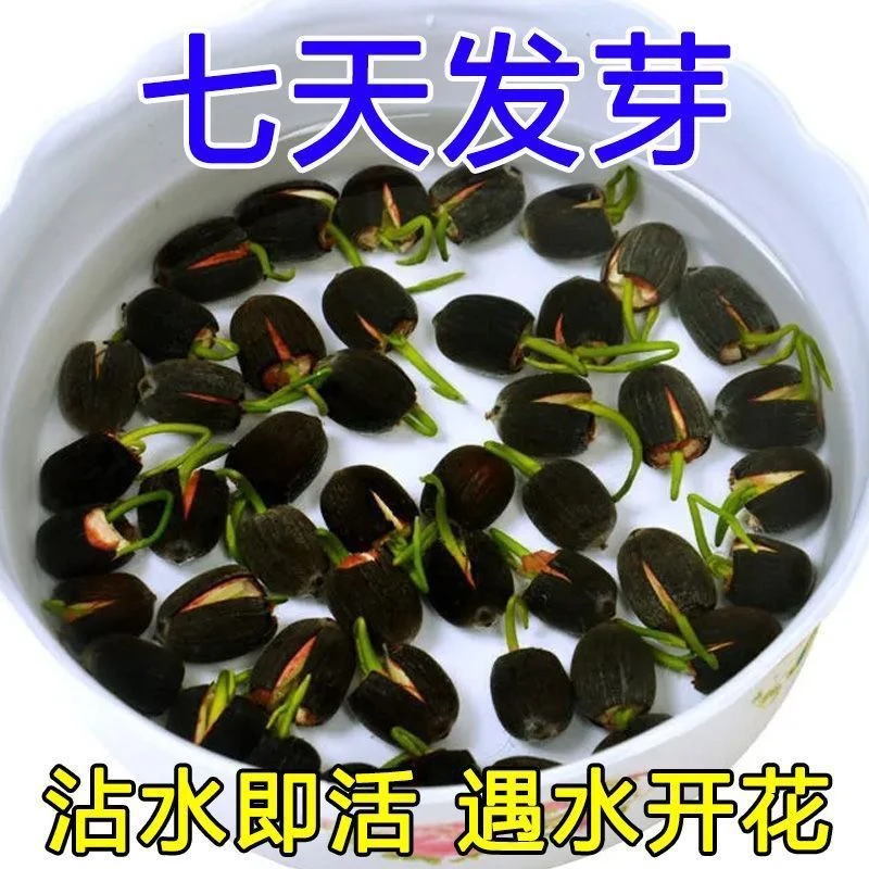 【7天发芽】碗莲种四季开花水培水养绿植睡莲荷花无土盆栽花卉