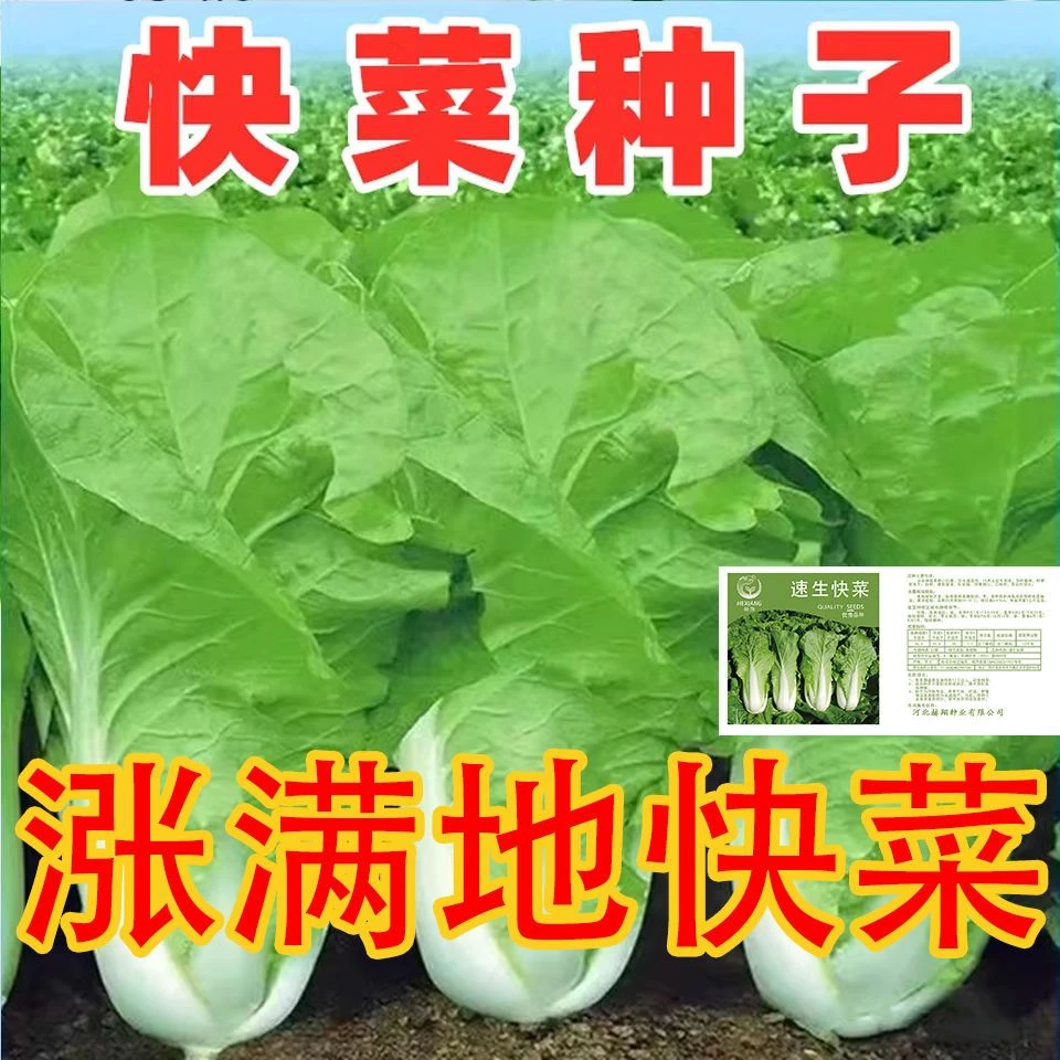 四季快菜种子速生有机小白菜种籽春夏秋冬季早熟蔬菜青菜种孑阳台