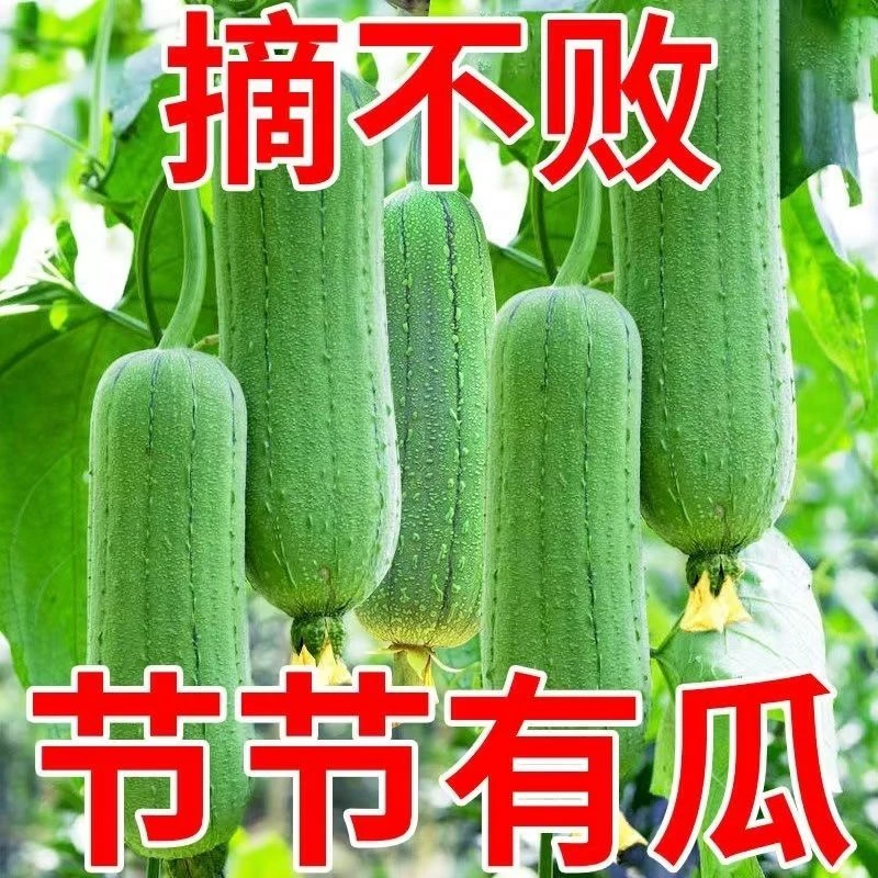 高产特大肉丝瓜种春夏秋季特长丝瓜籽农家庭院爬藤种子蔬菜菜种孑