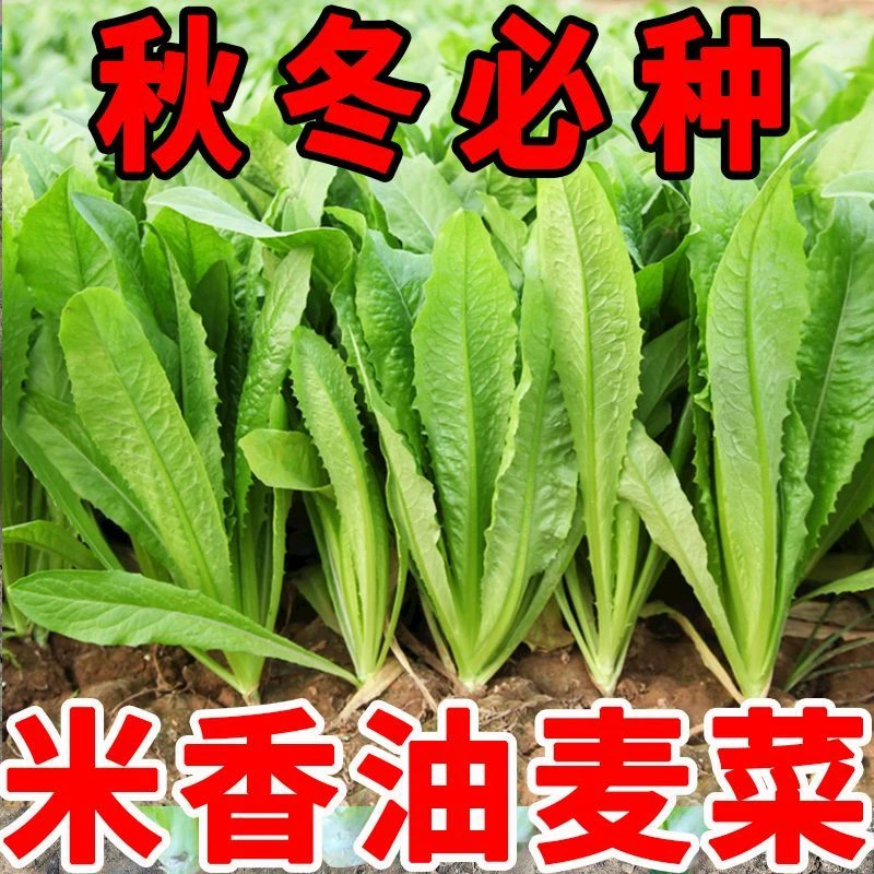 甜脆油麦菜种子清香无斑油麦菜生菜青菜籽爽口多汁耐热耐寒油唛菜