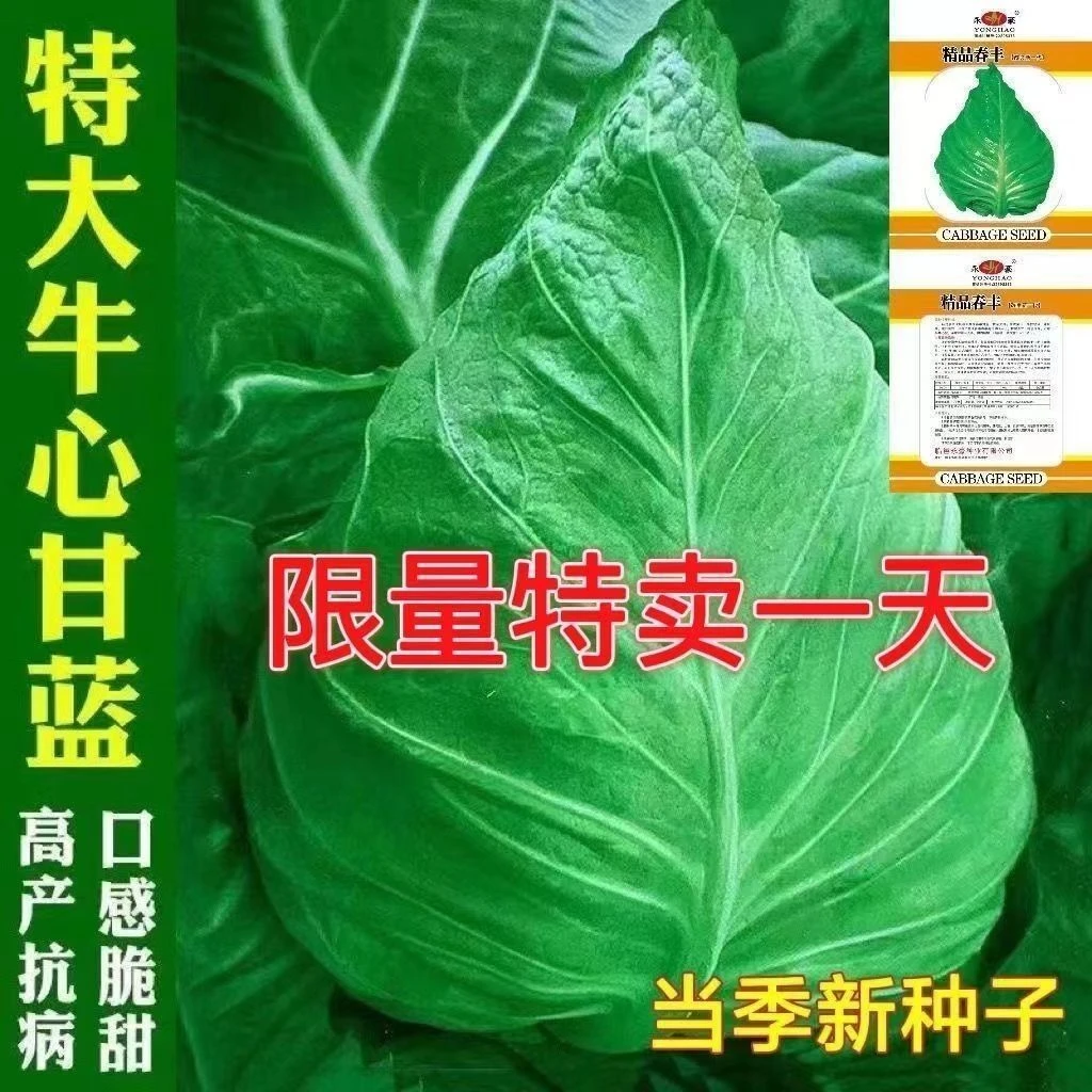 四季种子蔬菜寒春耐寒甘蓝春秋特大牛心 包菜莲花白种籽卷心菜