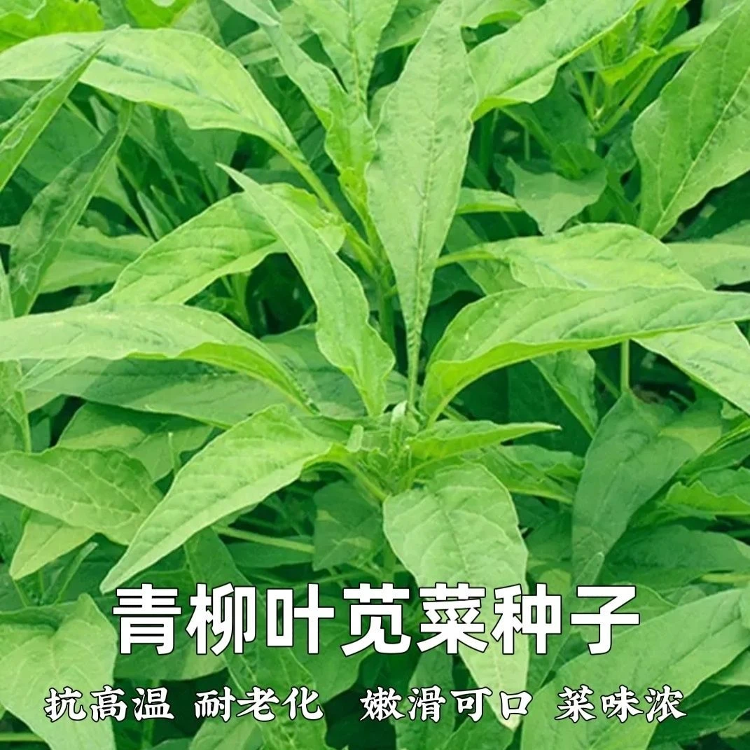 青柳叶苋菜种子抗高温耐老苋菜种子速生耐湿耐寒耐肥四季蔬菜种籽
