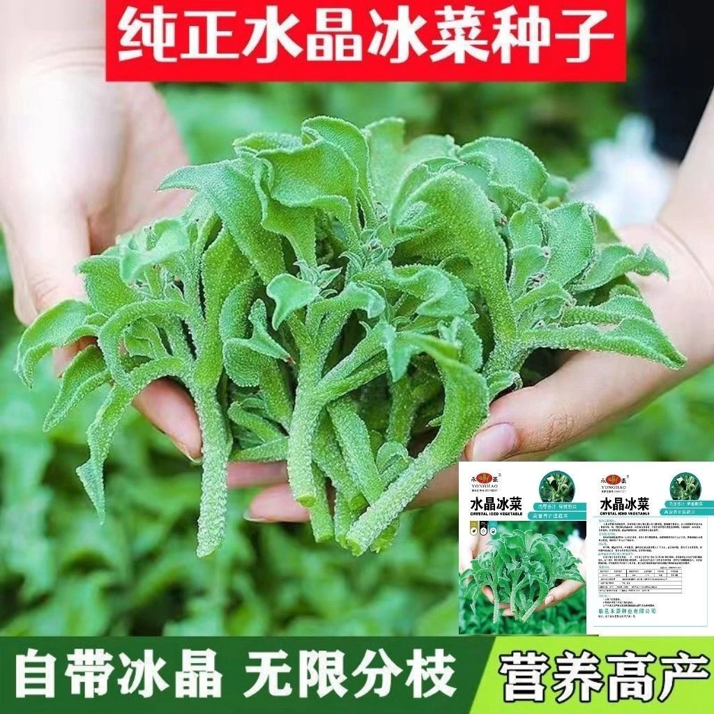 正宗水晶冰菜种子营养高钙非洲冰草自带冰晶四季阳台盆栽蔬菜种子