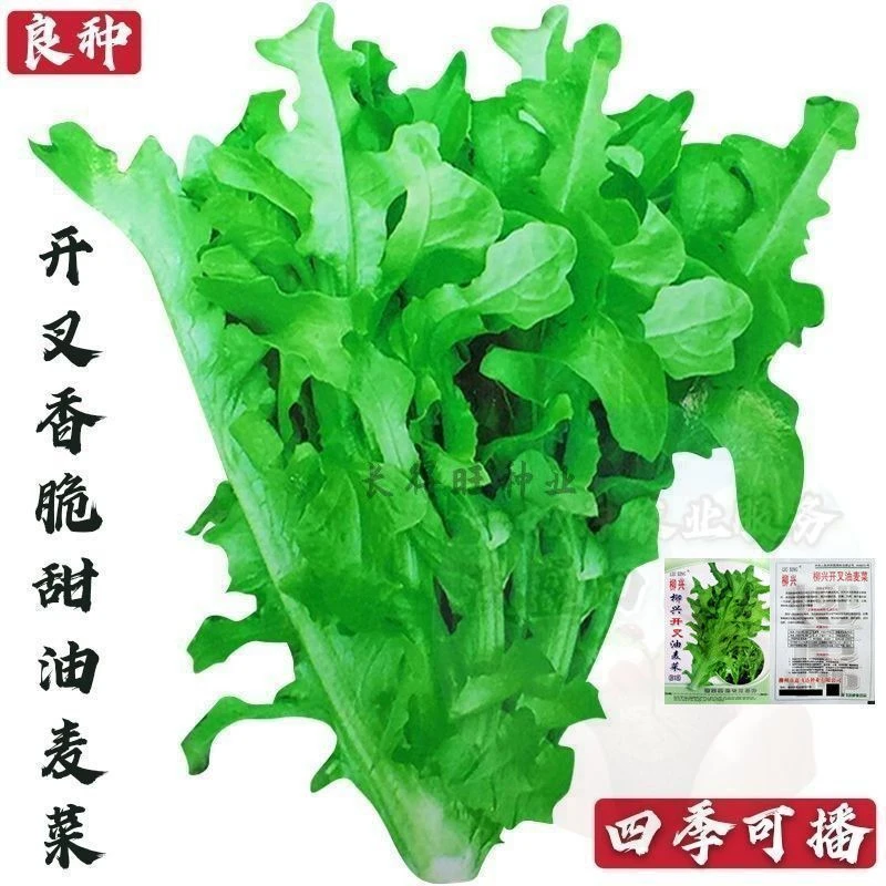 开叉油麦菜种子四季油麦菜种子开丫香油麦菜阳台盆栽四季蔬菜种子