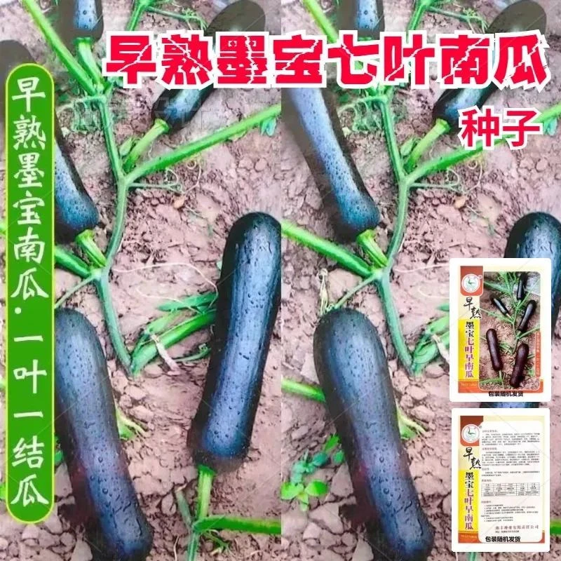 七叶早熟南瓜种子长条黑南瓜种籽老品种春季四季播蔬菜种子45天收