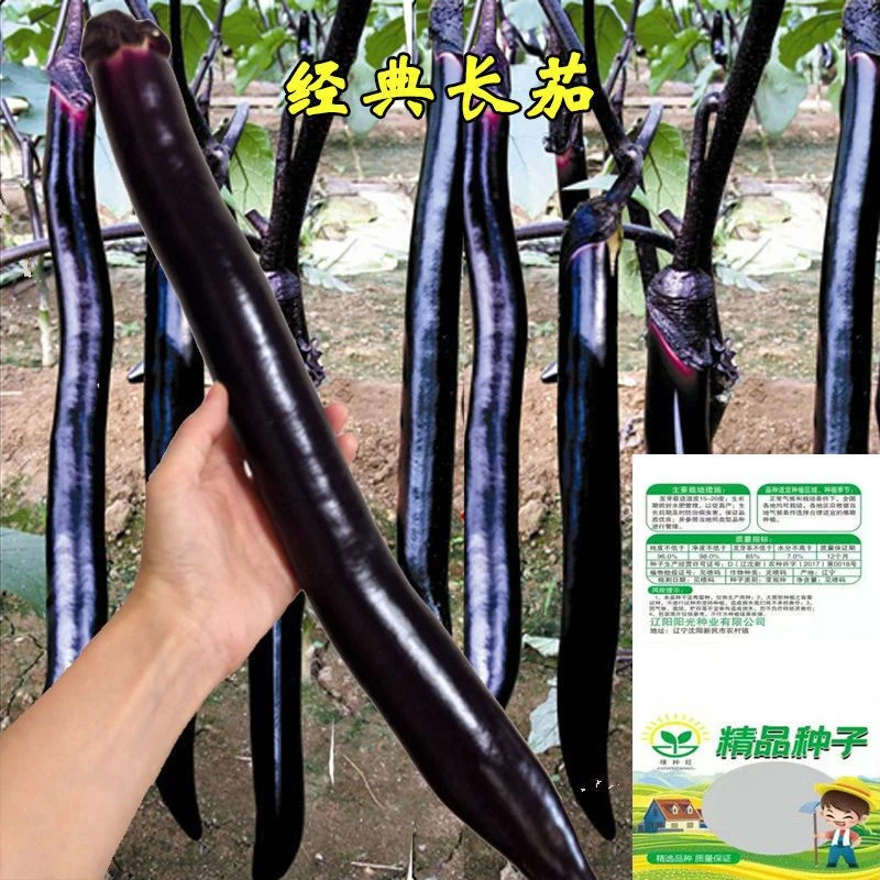 经典长茄子种子高产黑紫色杭茄一号长茄籽阳台秧四季蔬菜种籽秧苗