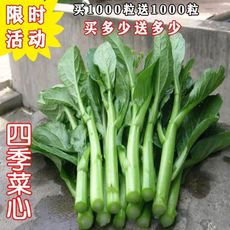 25天四季甜菜心种子盆栽田园春季秋季冬季佳品绿蔬菜苔广东油青种