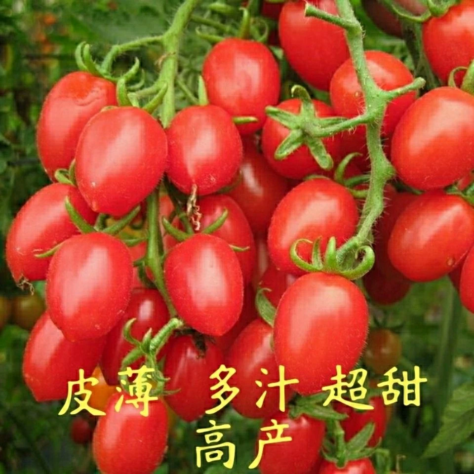 超甜番茄种子四季圣女果春季小西红柿苗千禧籽季农家盆栽蔬菜种孑