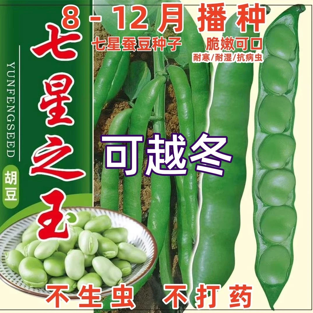 可越冬七星蚕豆种子青皮特大蚕豆巨大号兰花豆种罗汉豆耐寒胡豆籽