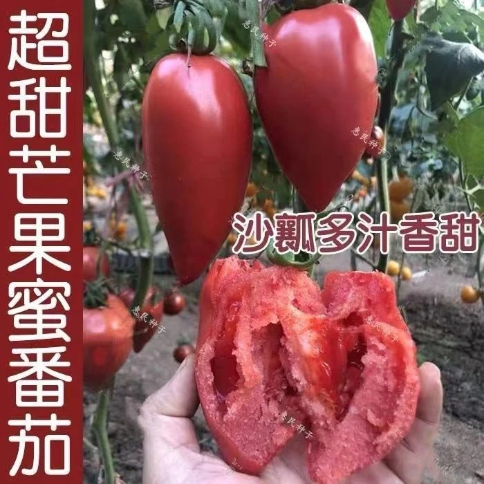 超甜蜜番茄种子四季可播水果蔬菜籽盆栽沙瓤红柿种子