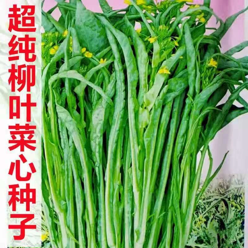 超纯柳叶菜心种子桂林菜花种子广东广西特色蔬菜种子卷叶菜心蔬菜