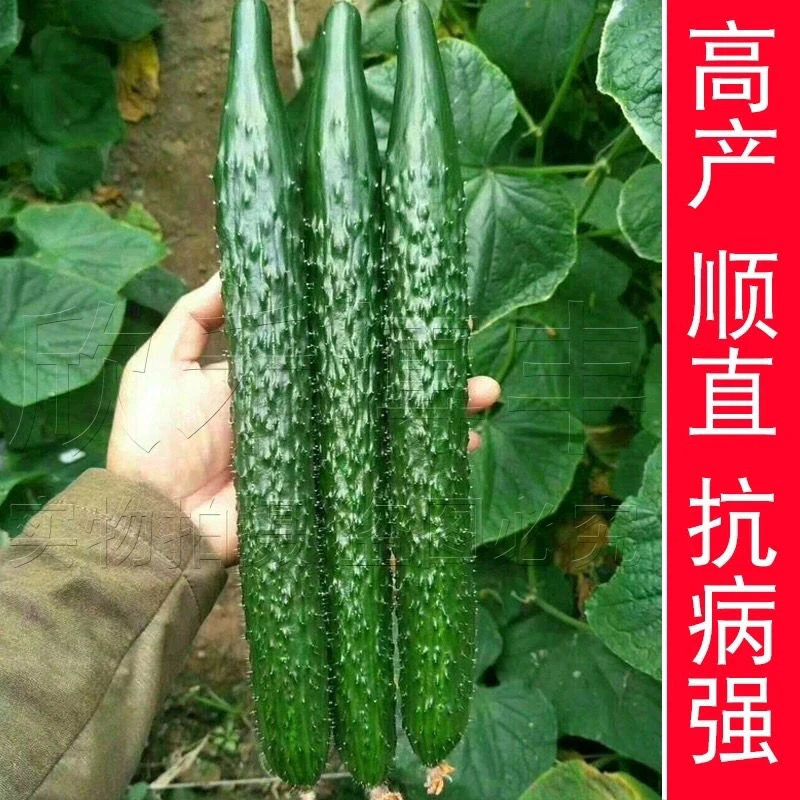 津研四号刺黄瓜种子四季播种蔬菜水果黄瓜种子庭院阳台盆栽青瓜籽