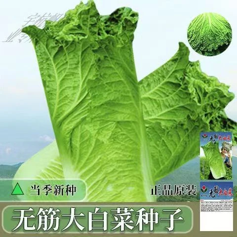 新种无筋大白菜种子青麻叶竹筒王白菜高产四季农家蔬菜种子麻叶青