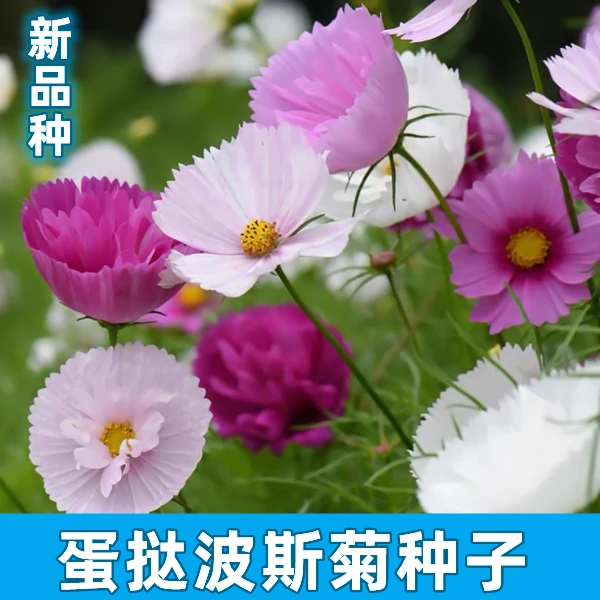 蛋挞波斯菊种子新品种茶杯波斯菊孑四季播浇水活花园造景新奇美观