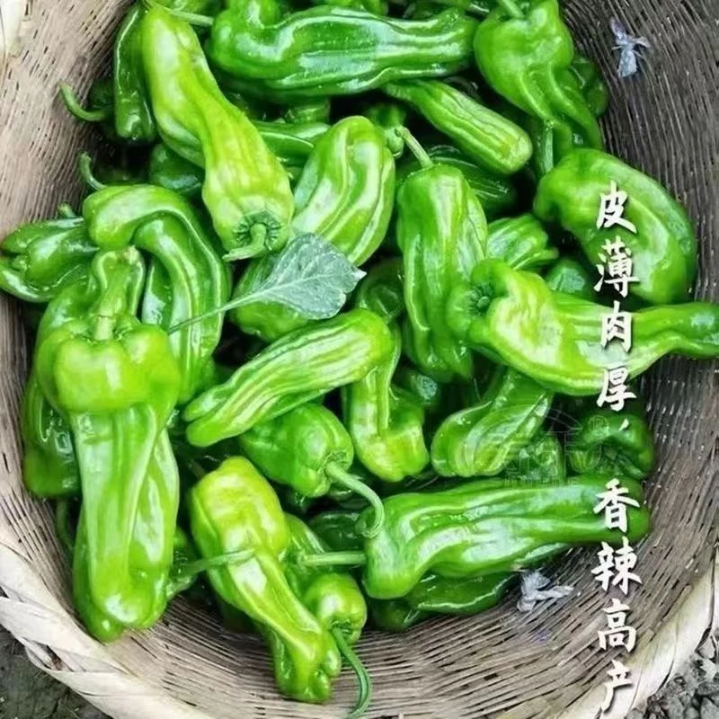 超轻薄皮辣椒种子微辣虎皮青椒辣椒籽大果春季蔬菜种子大全椒椒子