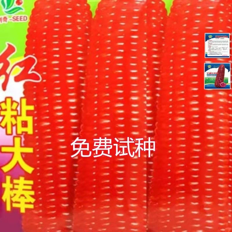 红粘大棒红香糯鲜食水果玉米种子春秋四季播种蔬菜种子红玉米种子