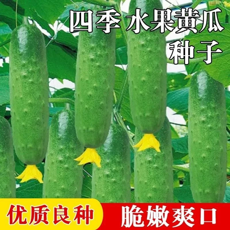 四季播种水果黄瓜节节瓜高产小黄瓜地载阳台盆栽菜籽农家黄瓜种子