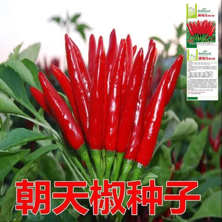 高产新品种朝天椒种子抗病小米辣椒蔬菜种子超辣农田盆栽四季可播