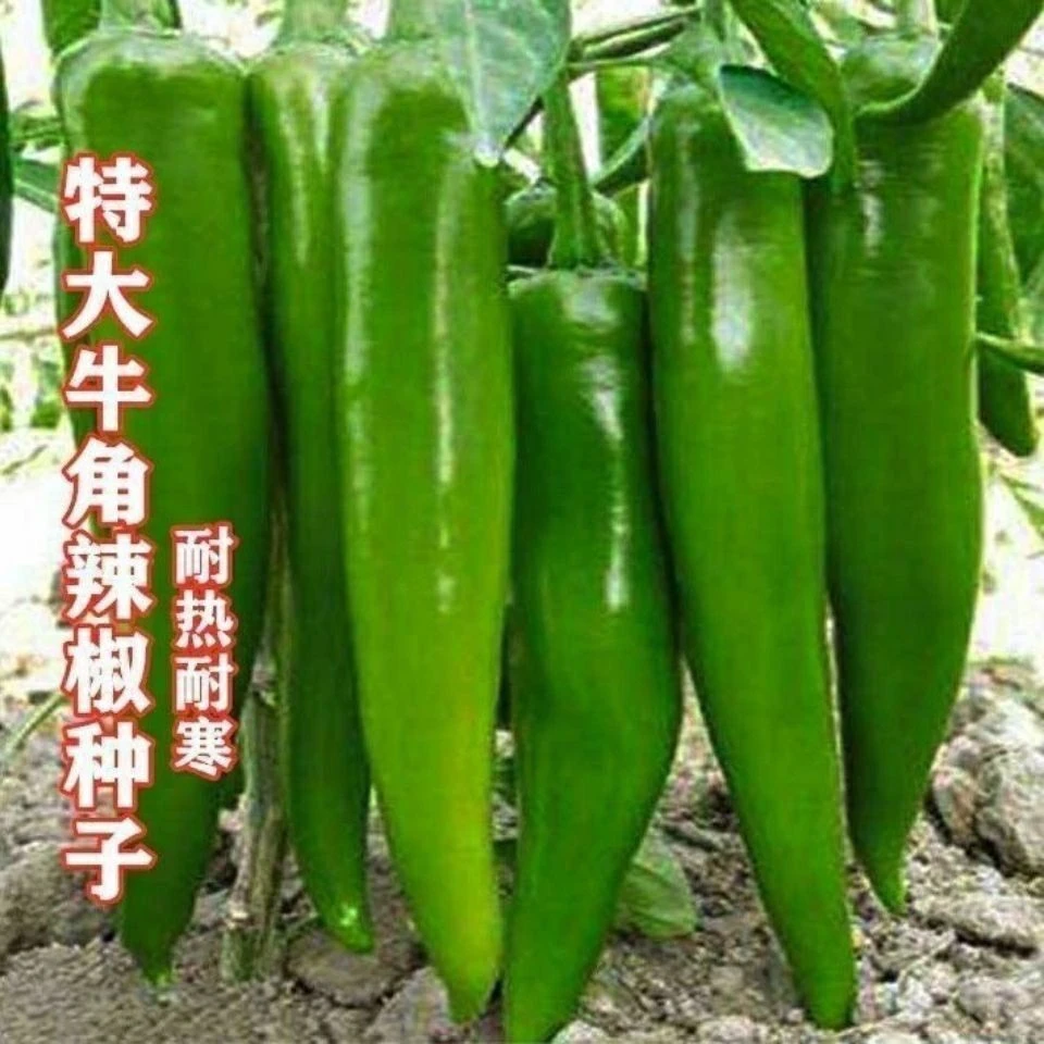 高产大果牛角椒种子 羊角椒种籽辣椒种籽 青椒种子阳台菜园蔬菜籽