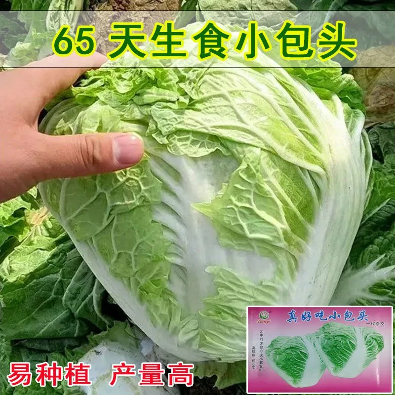 真好吃小包头白菜种子 火锅菜甜白菜籽 四季播种叶多无筋蔬菜种子