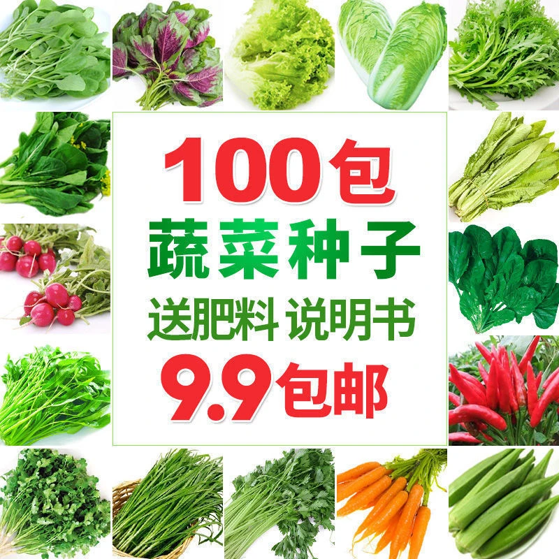 四季播易种蔬菜种子套餐阳台菜园鸡毛菜生菜菠菜小葱黄瓜韭菜种籽