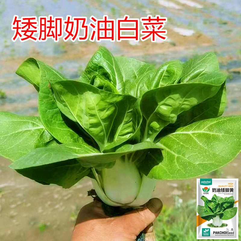 矮脚黄奶白菜种子奶油小青菜秋冬季油菜孑四季秋后菜籽蔬菜种籽