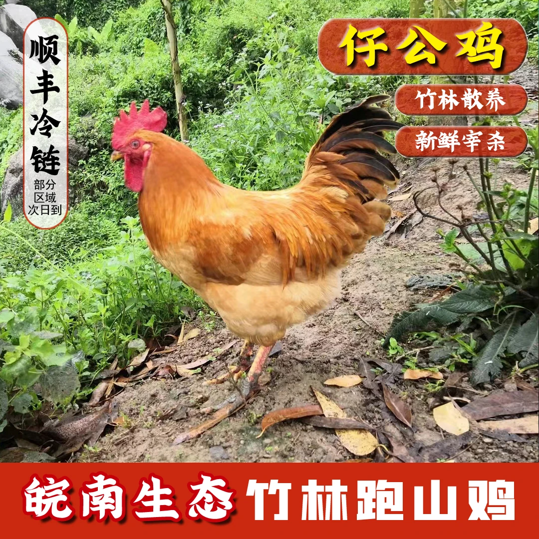 【皖南生态】竹林跑山鸡，竹林散养仔公鸡