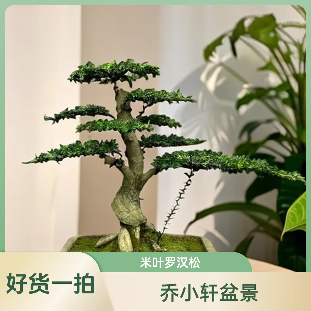 乔小轩盆景一物一拍含盆栽好发货