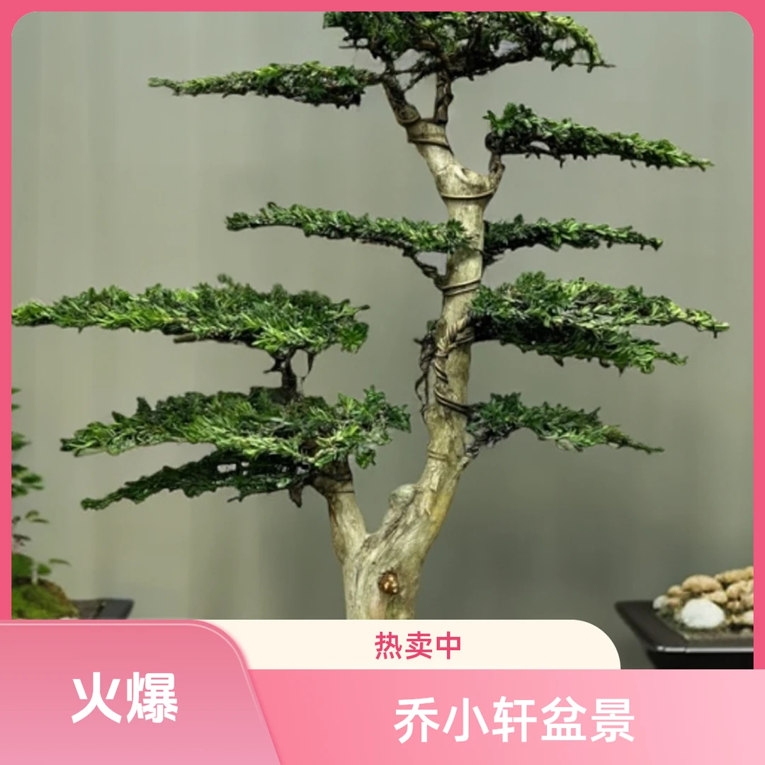 乔小轩盆景一物一拍含盆栽好发货