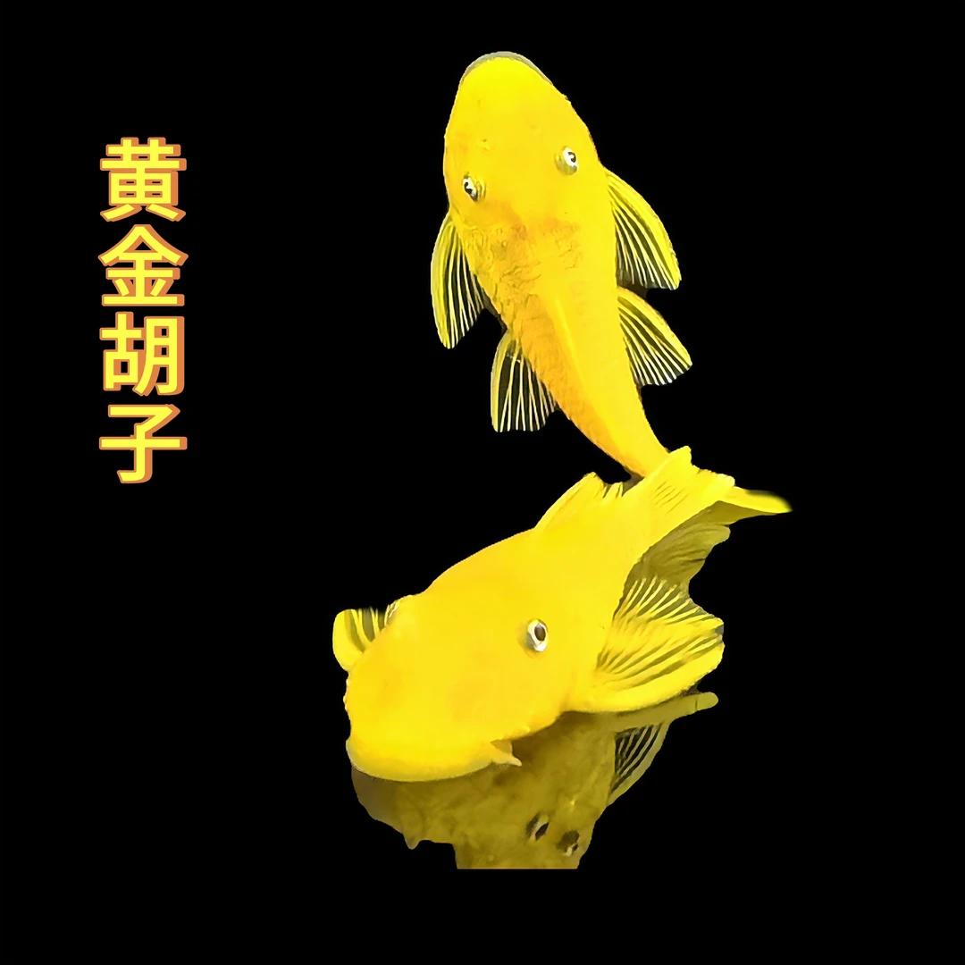 观赏鱼黄金胡子工具鱼热带淡水鱼清洁除藻