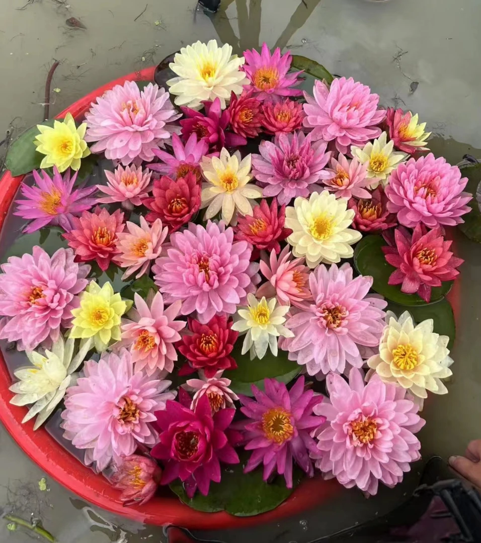 【带花苞】 睡连花苗水培植物四季莲花盆栽水养花卉庭院种植1