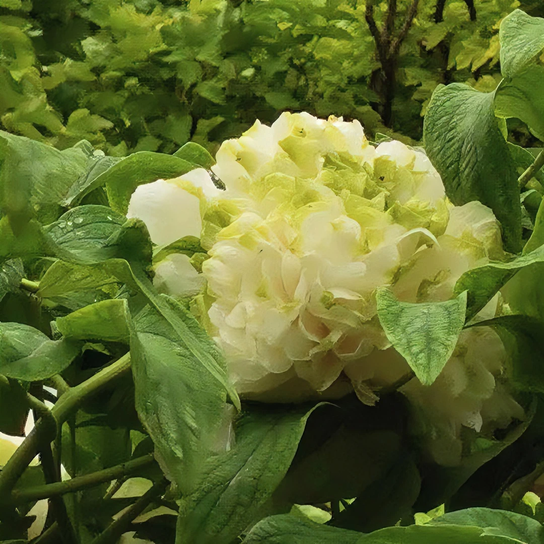 洛阳观赏牡丹绿幕隐玉 绿色系正宗老盆花品牌