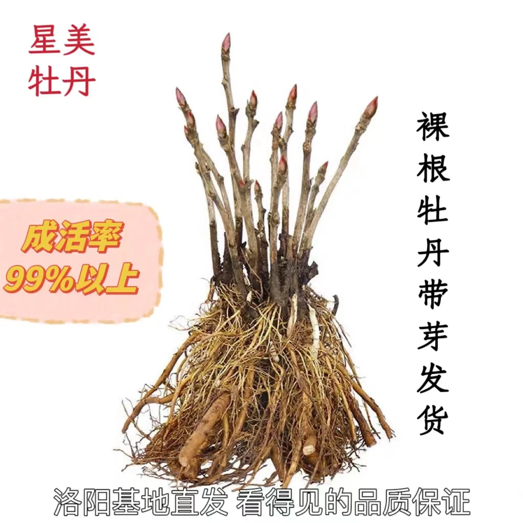 【洛阳牡丹】秋季种植 庭院家养盆栽 裸根基地直发