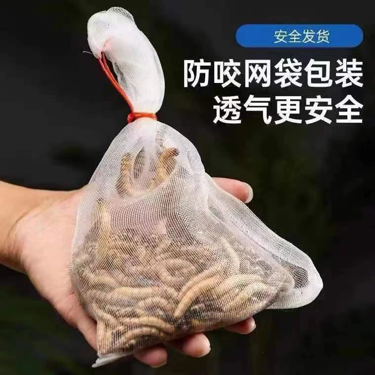大麦虫活虫包邮鲜活面包虫黄粉虫金龙鱼饲料活体八哥画眉鸟食虫子