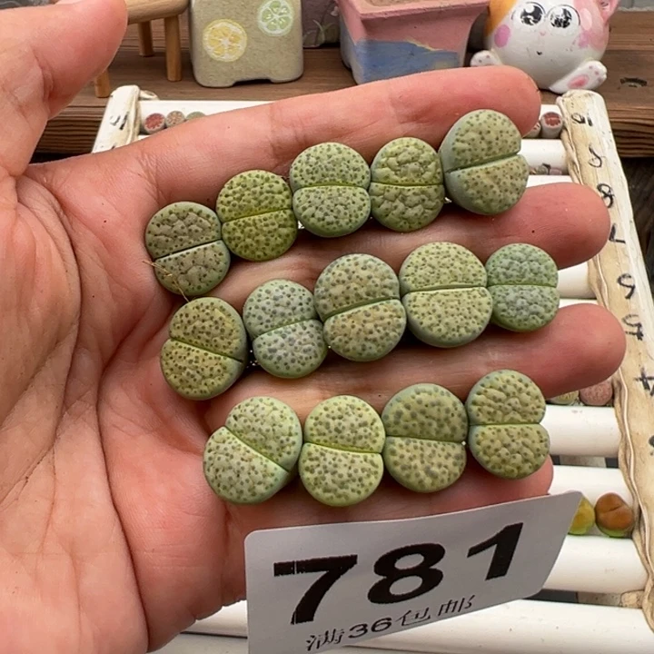 致**丝8.16满36元包邮781