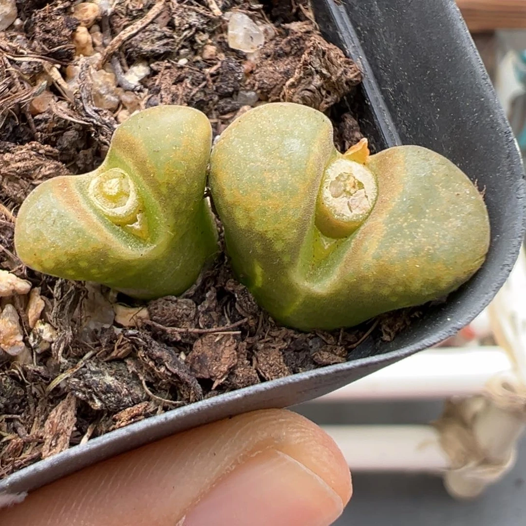 10.28好看的多肉295