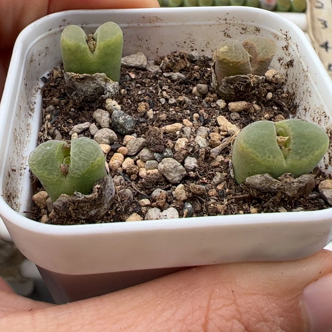 11.11好看的多肉112