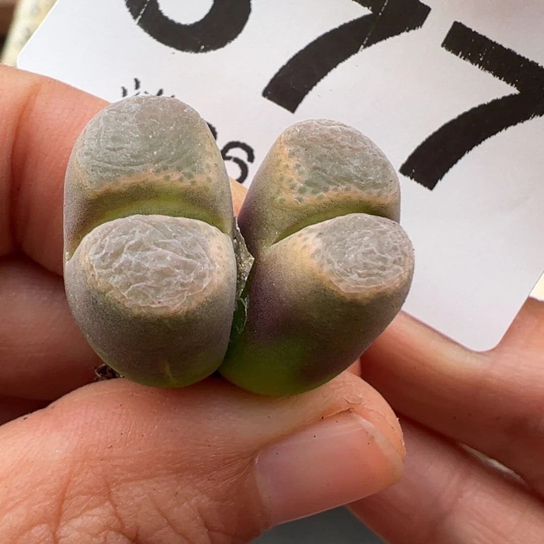 10.22好看的多肉577