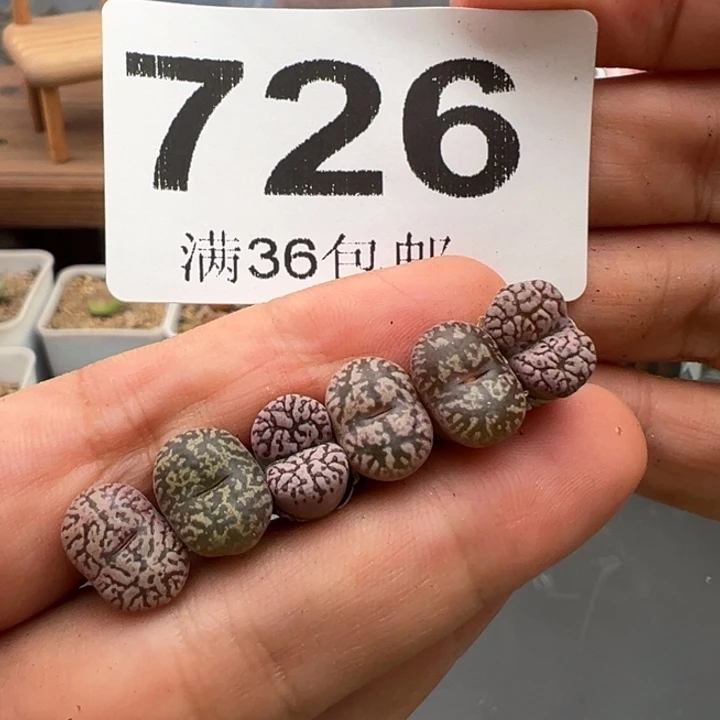 9.2满36元包邮726