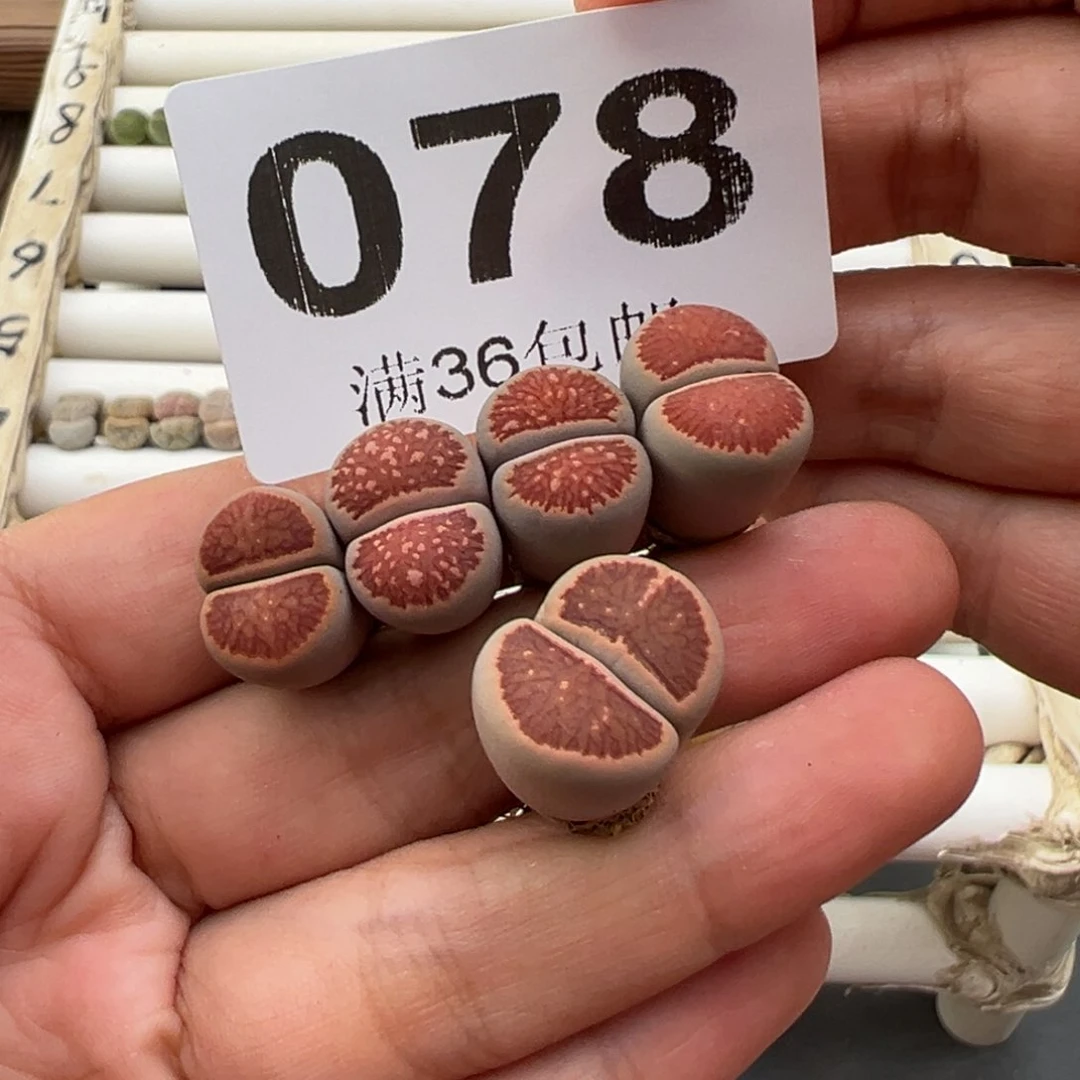 10.26好看的多肉078