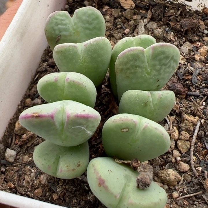 8.18满36元包邮027