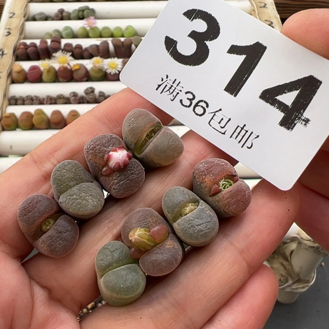 10.28好看的多肉314