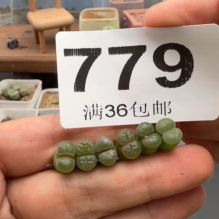 9.2满36元包邮779