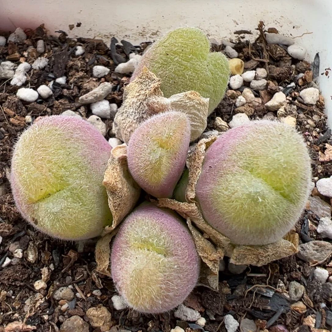 10.27好看的多肉215